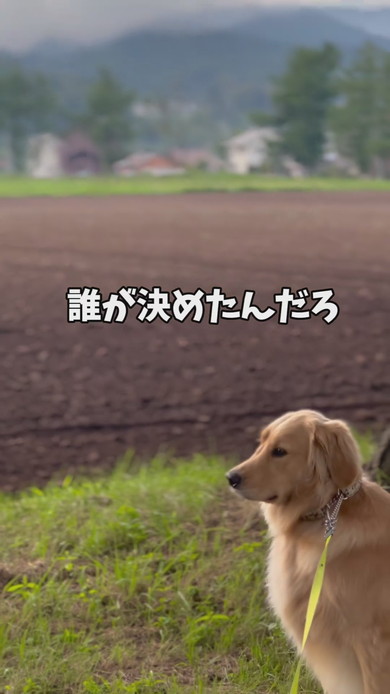 散歩拒否中のゴールデンレトリバーのワンコ