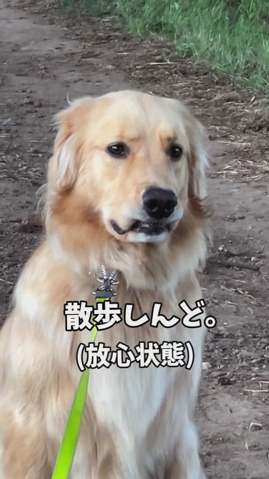 散歩拒否中のゴールデンレトリバーのワンコ