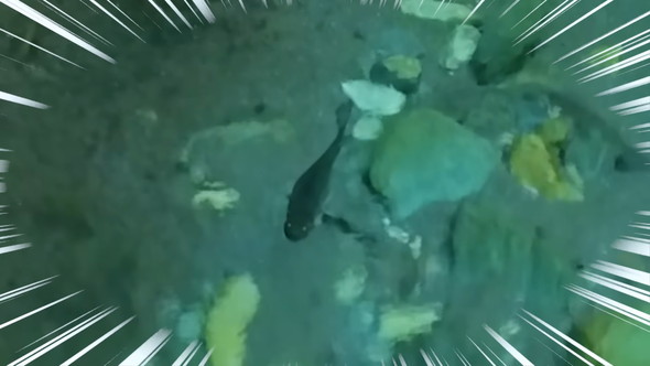 池で泳ぐブラックバス