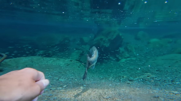 リリースされるブラックバス