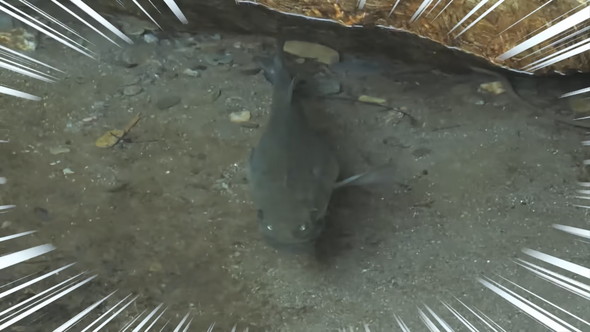 大きなブラックバス