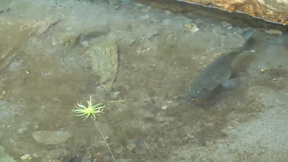 バス釣りの光景