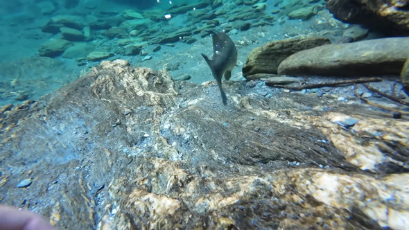 リリースされるブラックバス