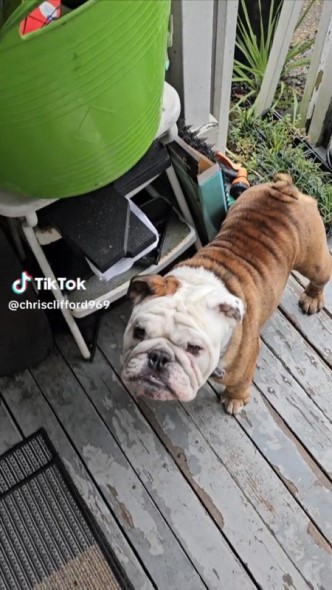 飼い主を見つめる犬