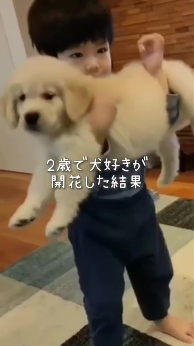 2歳で犬好きになった息子と一緒に暮らしているゴールデンレトリバー
