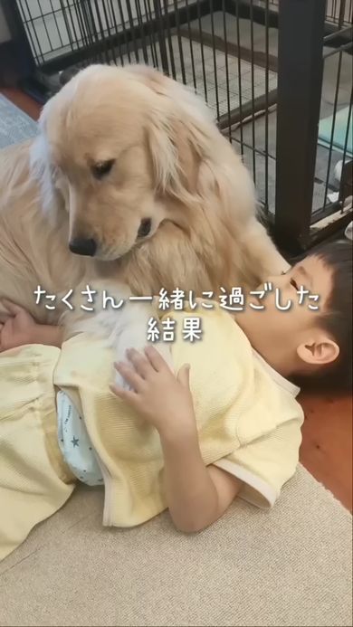 いつも一緒にいる犬好きの息子とゴールデンレトリバー