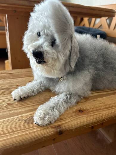 ハルくんさんのX投稿