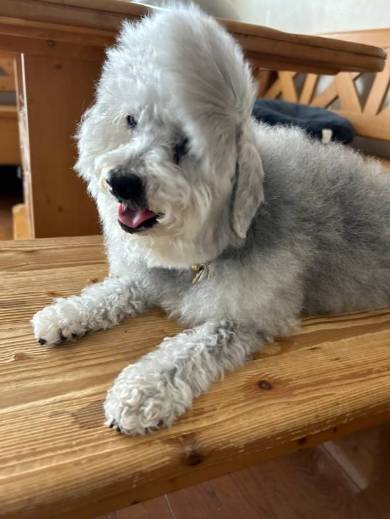 ハルくんさんのX投稿