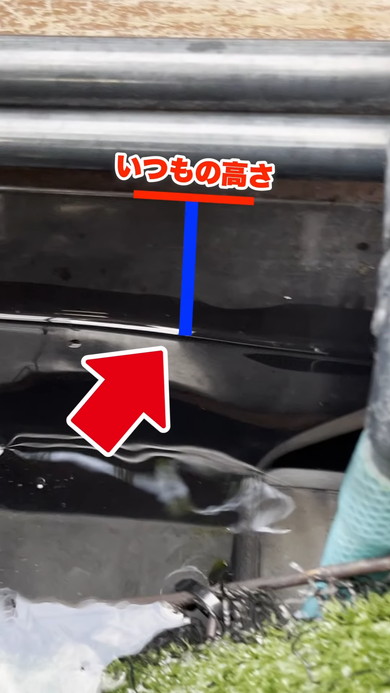 カメさんの水槽の様子