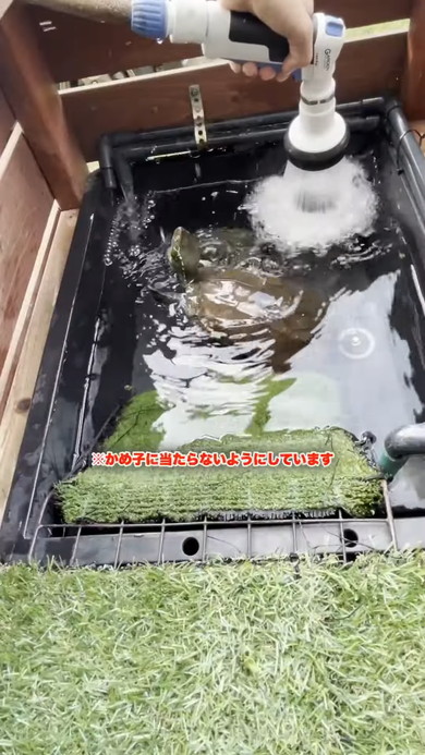 カメさんの水槽の様子