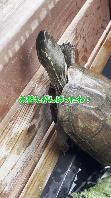 カメさんの様子