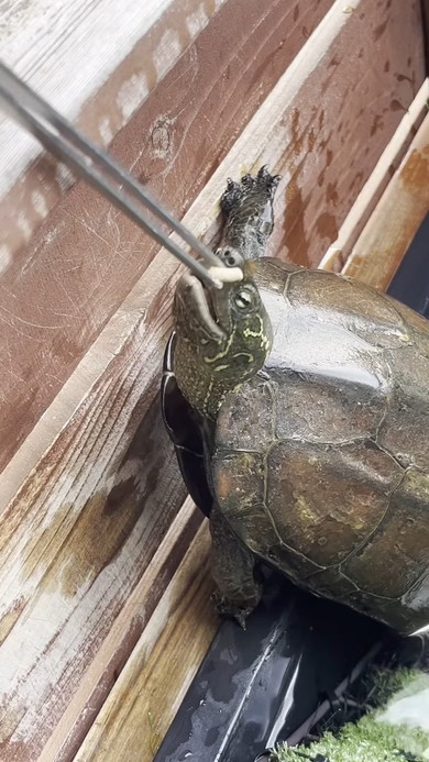 ごはんをもらったカメさん