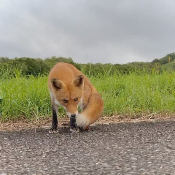 野生のキツネさん