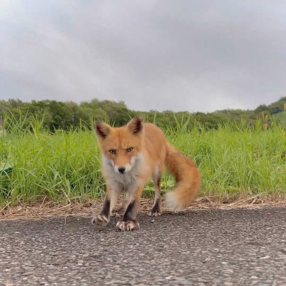 野生のキツネさん