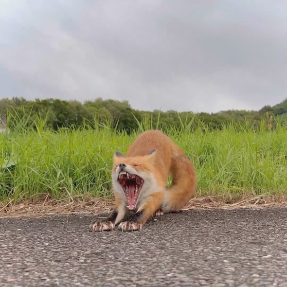 野生のキツネさん