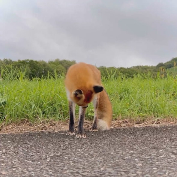 野生のキツネさん