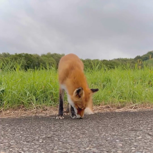 野生のキツネさん