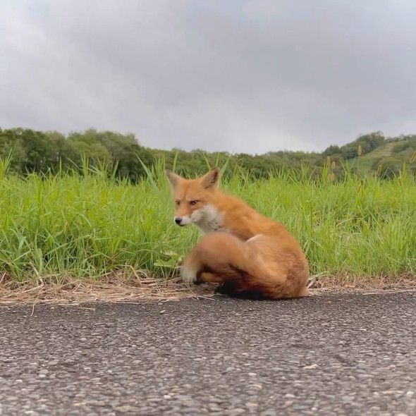 野生のキツネさん
