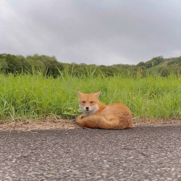 野生のキツネさん
