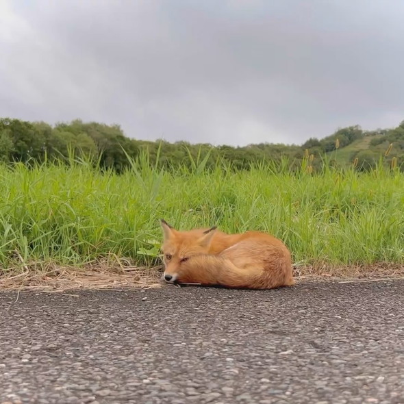 野生のキツネさん