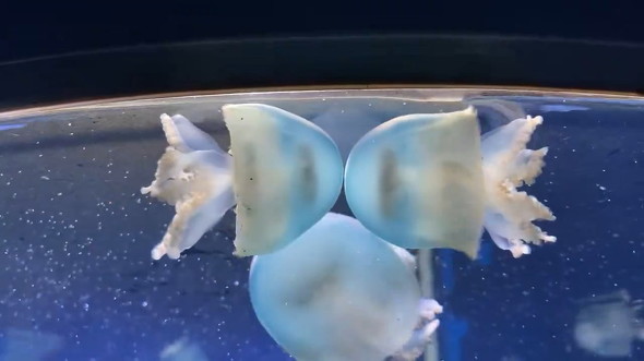 押し合うクラゲ