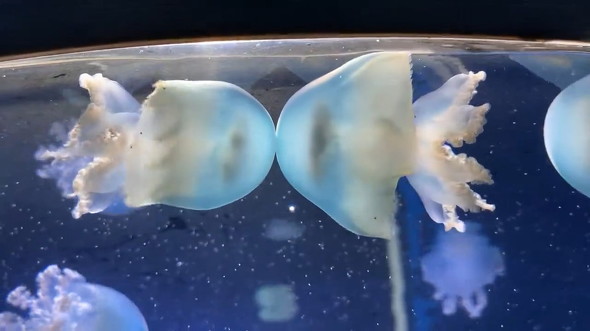 押し合うクラゲ