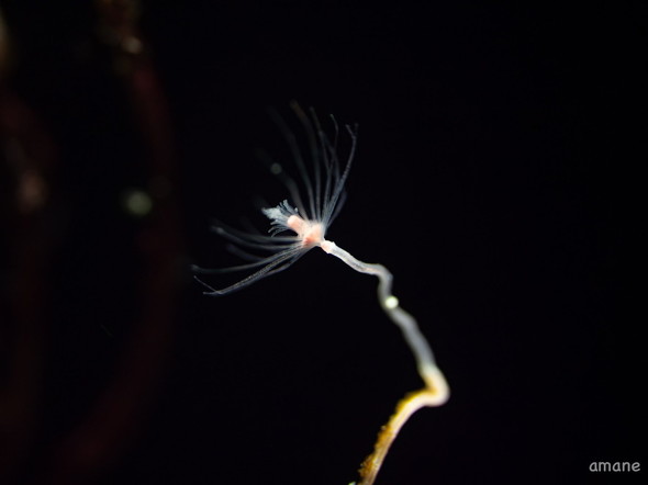 植物のようなクラゲ