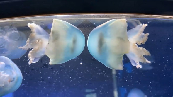 押し合うクラゲ