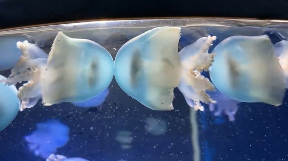 押し合うクラゲ