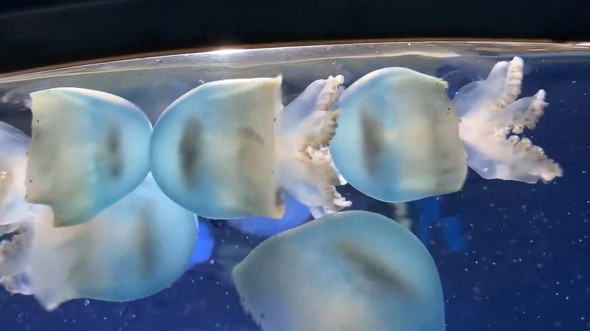 押されるクラゲ