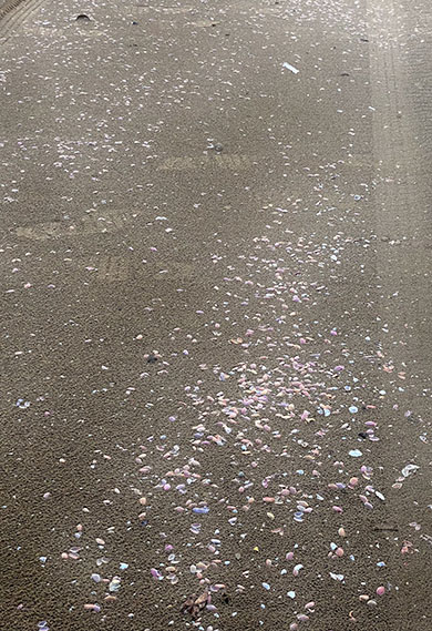 砂浜に広がる桜貝