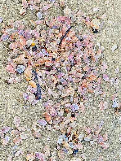 砂浜に広がる桜貝（アップ）