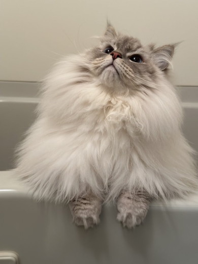 猫お風呂ふわふわ