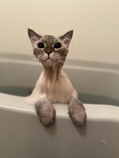 猫お風呂ぺしゃんこ