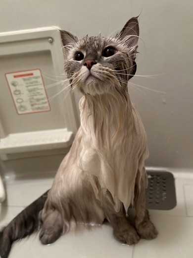 猫お風呂ぺしゃんこ