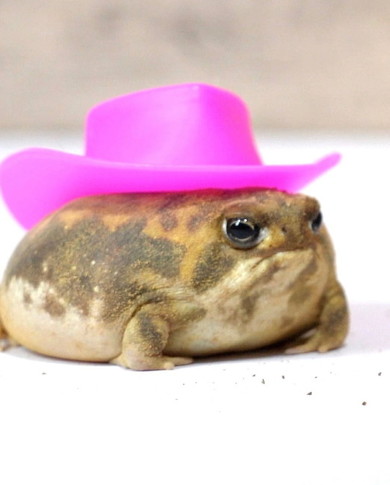 帽子かぶるカエル