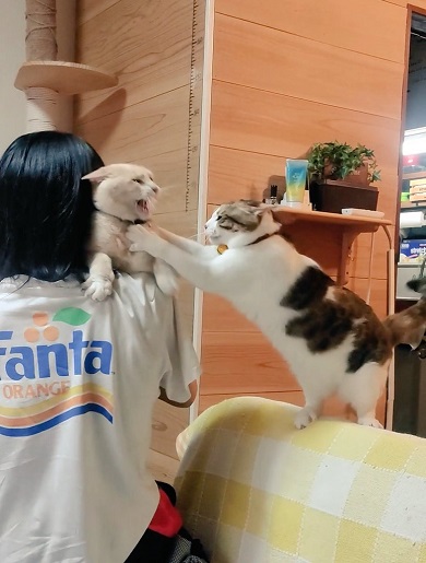 お姉ちゃんを取り合うかのようにじゃれている2匹のニャンコ