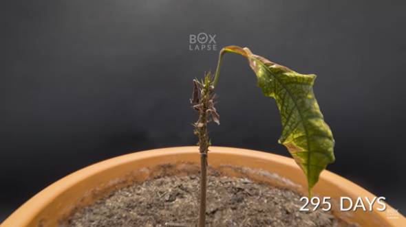 YouTubeチャンネル「Boxlapse」