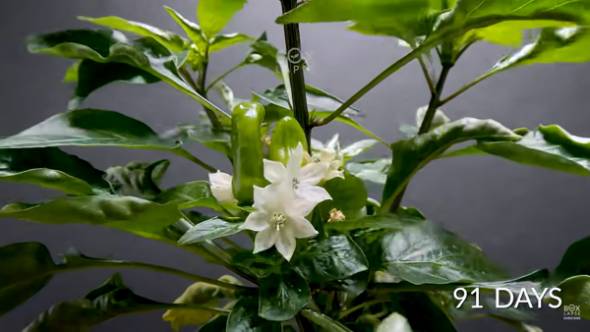 YouTubeチャンネル「Boxlapse」