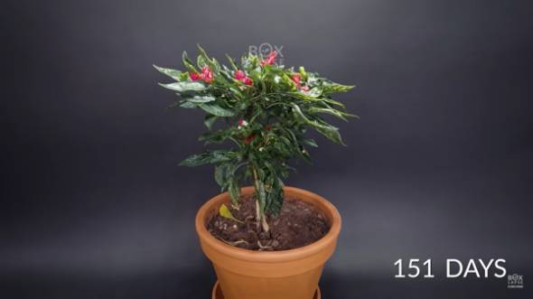 YouTubeチャンネル「Boxlapse」