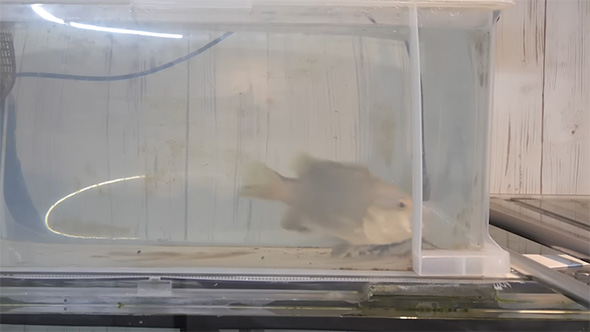 口を開けるパプアンバス