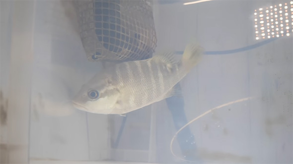 パプアンバス全身