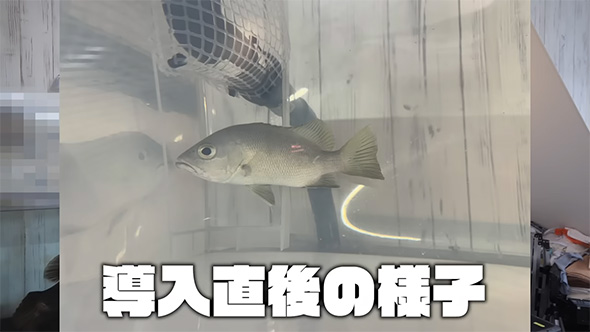 導入直後の様子