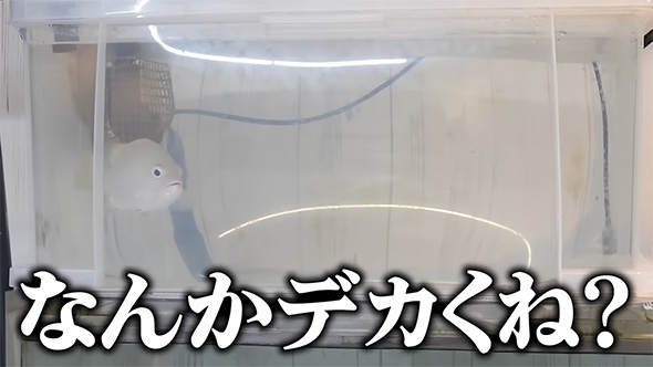 なんかでかくね