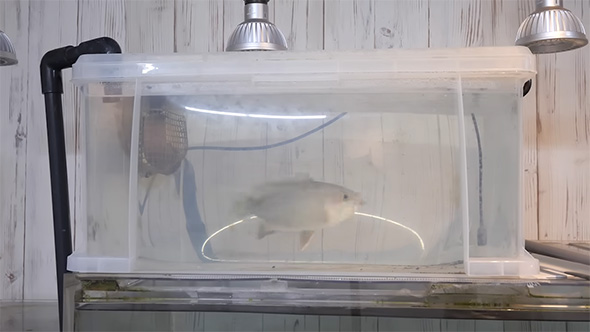 キビナゴを食べた