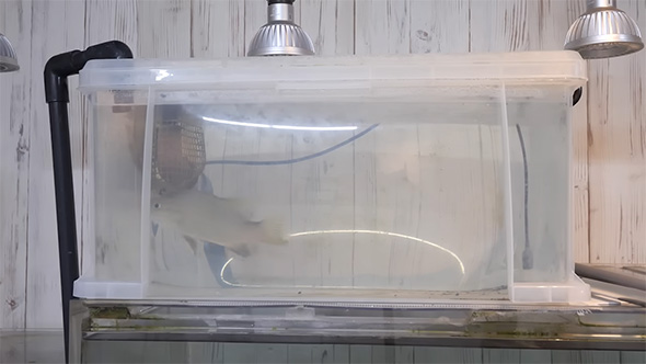 キビナゴを食べて戻った