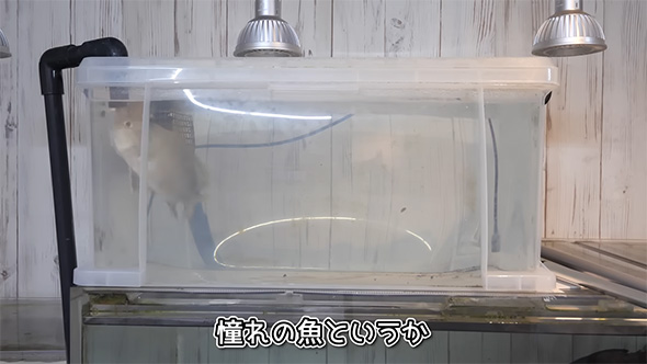 憧れの魚というか