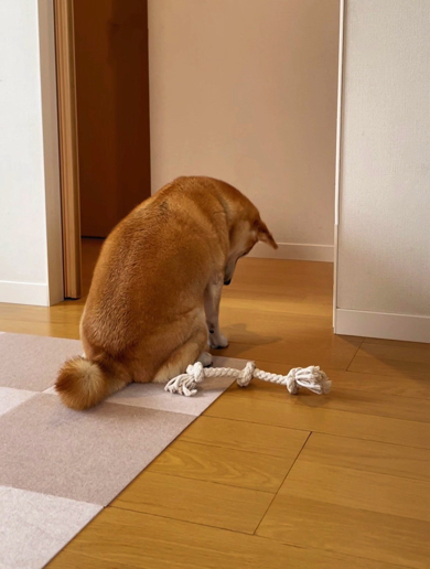 足元にはむなしく転がるロープのおもちゃ