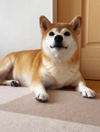 飼い主が仕事だと思っていたら代休だった日のワンコ