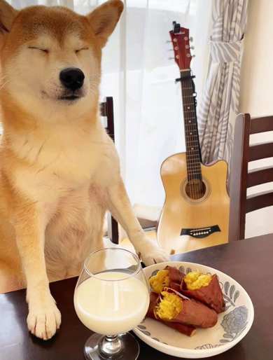 大好物を直視できないワンコ